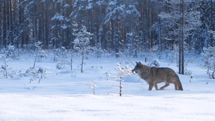 Wolf in snow, wolf running in winter landscape Royalty-Free Stock Footage #1104520723