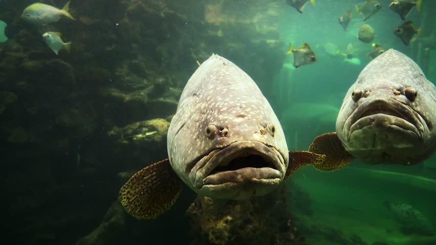 Big black grouper fish in the aquarium