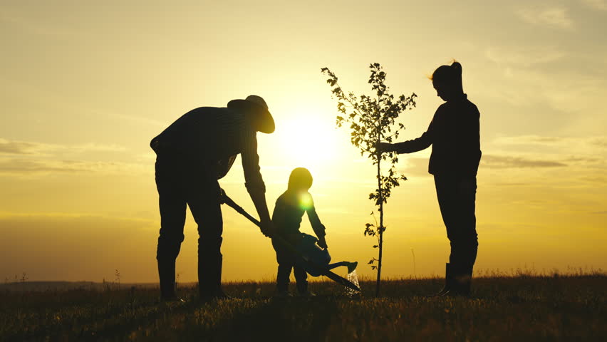 fresh sapling tree sunset, young roots, soil earth, plant garden, silhouette happiness family father mother child, child planting trees, farmer family silhouette sunset, farm, save world, mom dad Royalty-Free Stock Footage #1104526277
