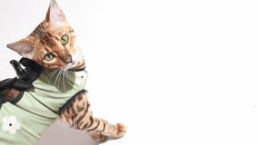 Bengal cat after sterilization in postoperative bandage. Feline kitten after operation on white background top view video. High quality 4k footage