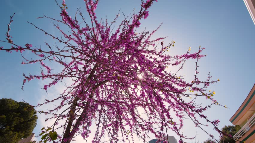 A low angle shot of blooming Redbud tree with pink flowers against sunlight and blue sky