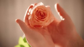 Closeup female hands holding fresh peach color rose flower, fingers gently play with petals. woman enjoy aroma. fashion model enjoy smell. Back light sun day white room. Skin care natural cosmetic. 4k - Powered by Shutterstock - Get 15% off with code: PIKWIZARD15