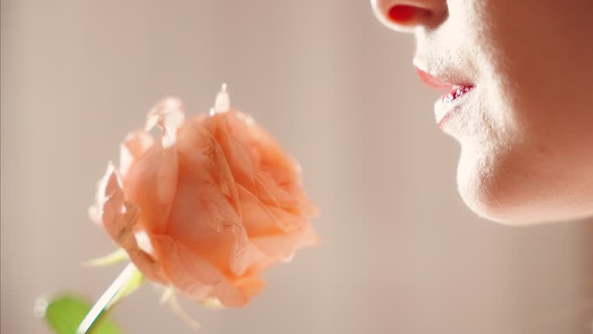 Closeup portrait sexy happy woman sniffing inhaling aroma rose flower peach color. Adult girl beauty smiling face cropped red lips. fashion model love enjoy smell. Back light sun womens day holiday