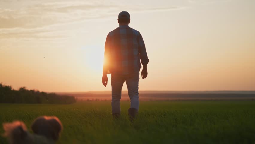 agriculture. farmer and dog walk through a green field of wheat. business agriculture concept. farmer and dog walk on green sprouts of wheat in the field at sunset lifestyle Royalty-Free Stock Footage #1104532483