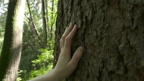 woman's hand caresses the bark of a tree in the forest, environmental sustainability concept video 4k