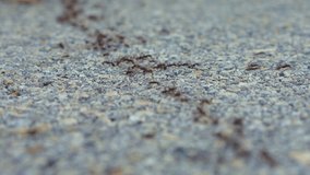 A video captures countless ants industriously crossing a road. The tiny creatures move in a synchronized manner, forming intricate patterns as they navigate the terrain. This perspective showcases the