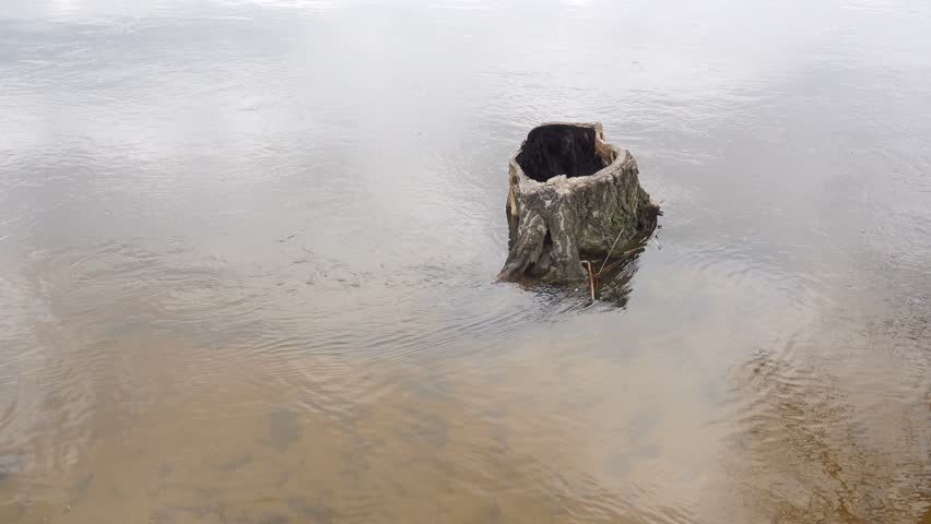 4K view of a rotten stump on the shore flooded with water by a river flood.