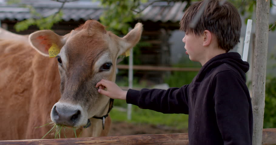 Tactile contact boy and cow. He touches the wool with the palm of his hand to relax stress. The hand touches the ear of the animal, confidence in communication.