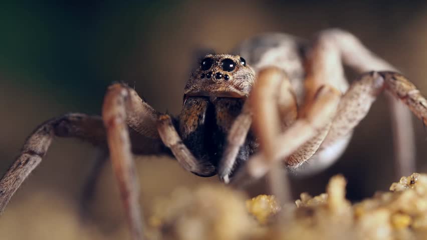 footage of wolf spider extreme macro closeup walking. epic macro shot of a wolf spider eyes and face closeup Royalty-Free Stock Footage #1104536329