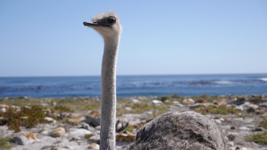 4K footage of wild ostrich close to camera in Cape Peninsula, Cape Town, South Africa. Cape Point Nature Reserve with specific fauna and flora. Ostrich with a sea in the background.