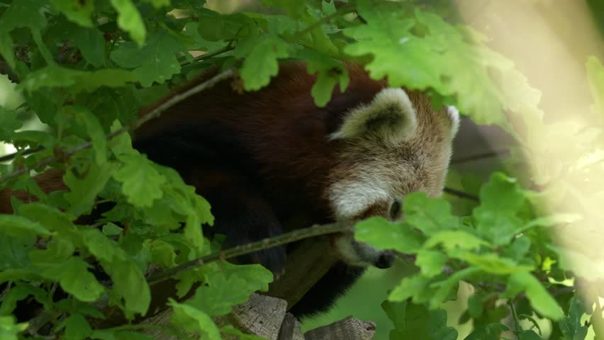Red panda in oak crown