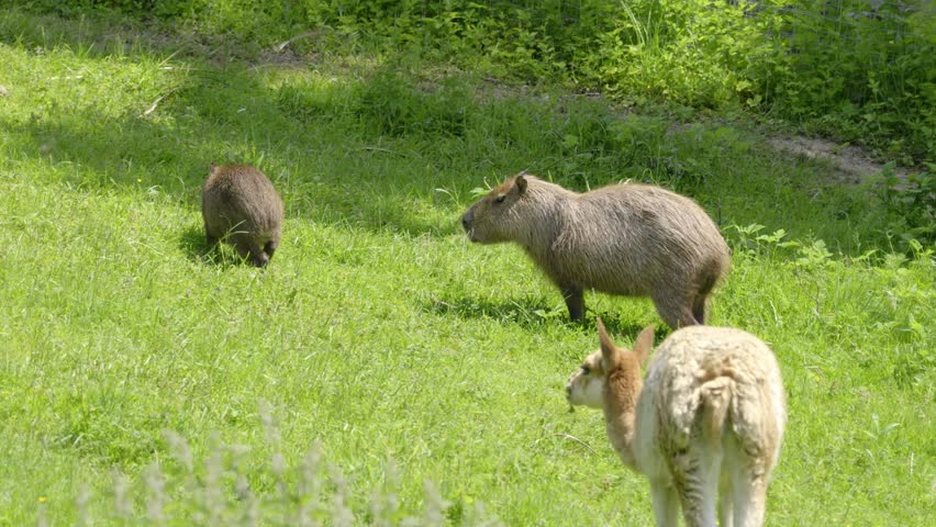 Capybara in the Pilsen Zoo