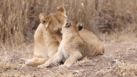footage of a wild African lioness resting with a newborn baby lion cub in the forest. newborn lion cub closeup playing with mother lion