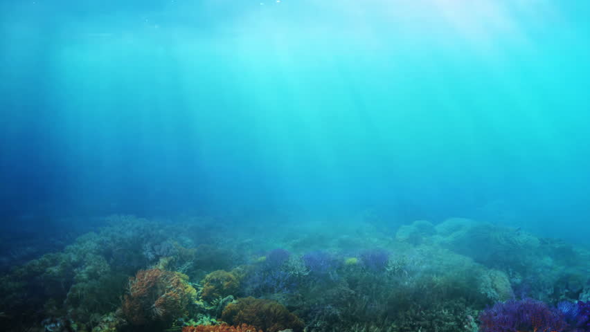 Underwater life in the ocean, Colorful tropical and surface beautiful coral reef on blue water background. | Shutterstock HD Video #1104539763