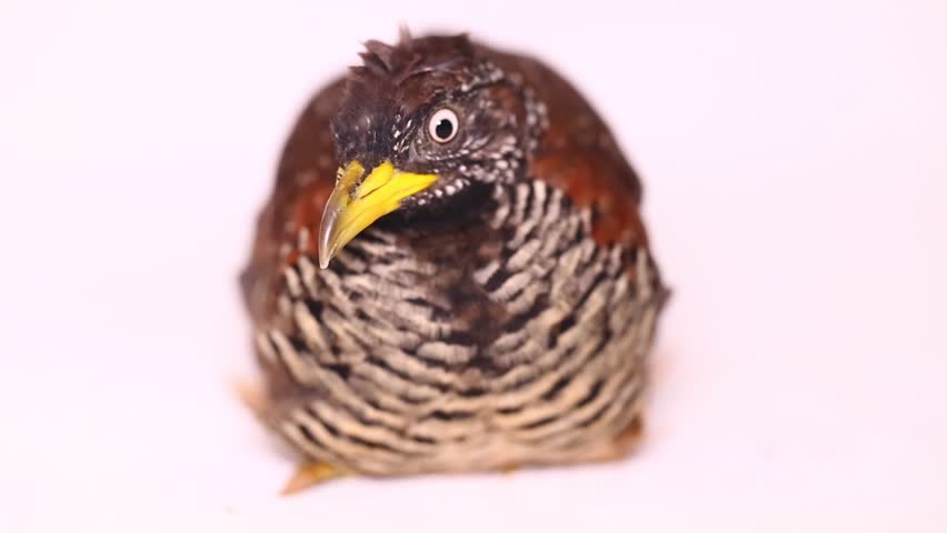 A female barred buttonquail or common bustard-quail (Turnix suscitator) isolated on white background

