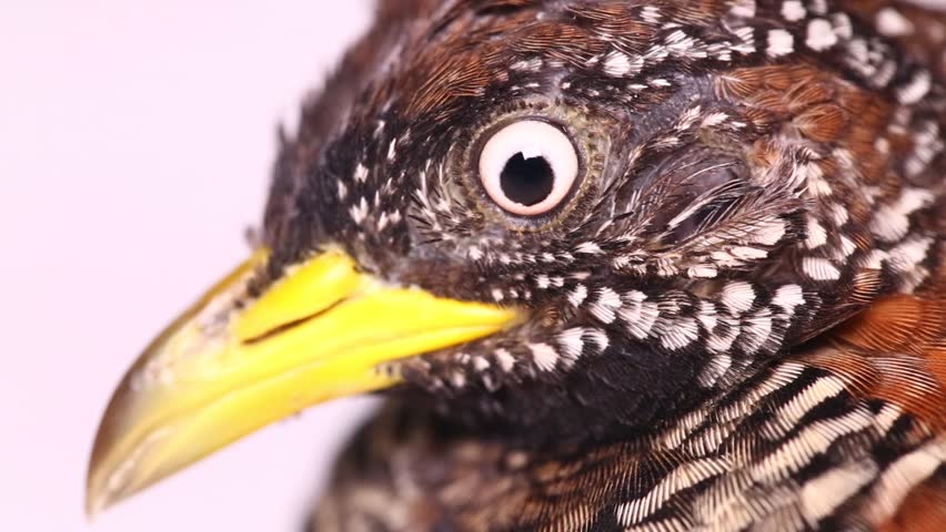 A female barred buttonquail or common bustard-quail (Turnix suscitator) isolated on white background
