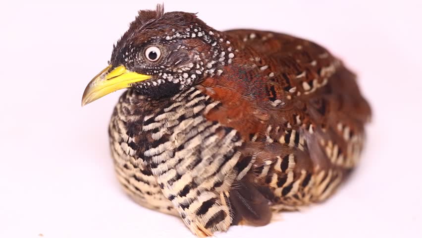 A female barred buttonquail or common bustard-quail (Turnix suscitator) isolated on white background
