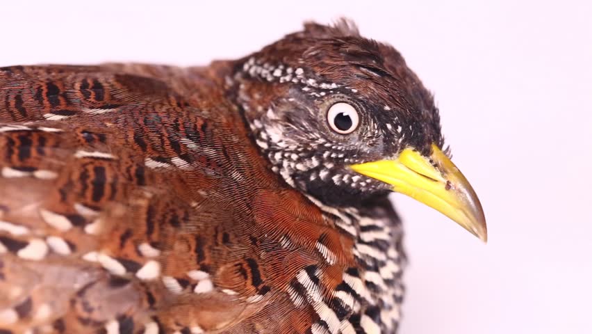 A female barred buttonquail or common bustard-quail (Turnix suscitator) isolated on white background
