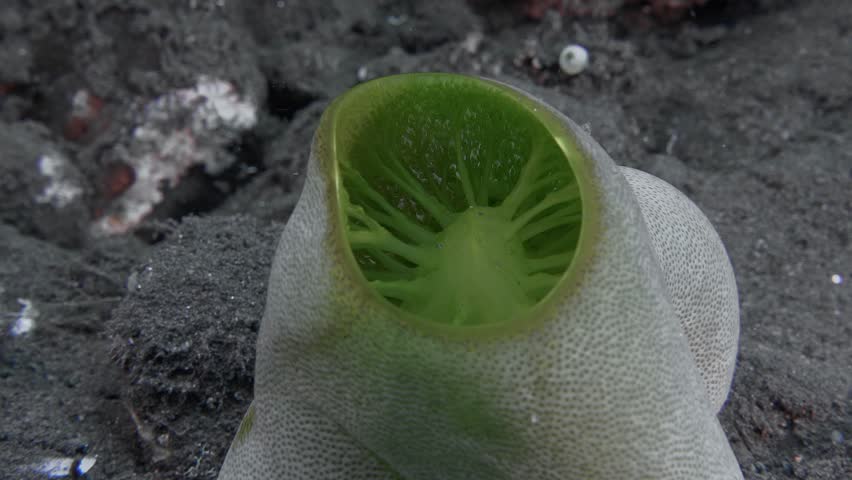 Bright green sea squirt grows on a stone that lies at the bottom of the sea. It filters the water by feeding on zooplankton. Green barrel sea squirt (Didemnum molle) grows up to 10 cm. | Shutterstock HD Video #1104545035