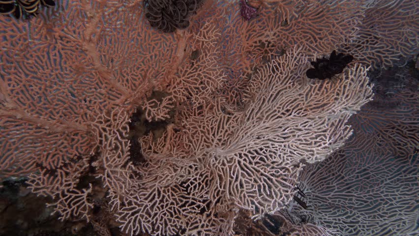 Beautiful red coral (gorgonian) grows on the reef, it filters the sea water collecting zooplankton. Tropical sea in Indonesia Bali island. | Shutterstock HD Video #1104545139