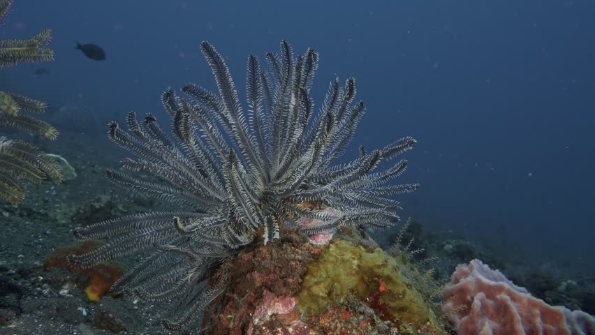 A sea lily sits on the seabed among corals and sea sponges. She collects zooplankton with her beams. Colorful fish swim next to it. Indonesia island Bali. | Shutterstock HD Video #1104545481