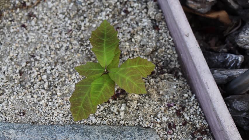 Small Poison Oak Plant From Above On Walkway Moving Slightly In Breeze
