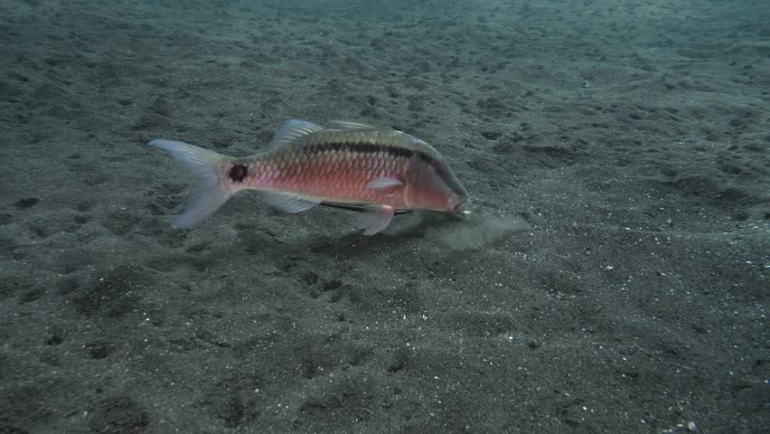 A fish with long whiskers digs in the sand in search of food. Sharksucker stuck to the belly of the fish's belly. 
Longbarbel Goatfish (Parupeneus macronemus) 32 cm. ID: broad dark stripe after eye. | Shutterstock HD Video #1104545569