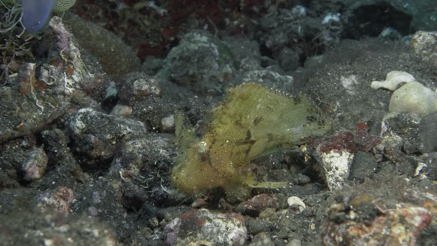 A yellow scorpion fish sits on the bottom of the sea among colorful stones, swaying from side to side.
Leaf scorpionfish (Taenianotus triacanthus) 10 cm. Extremely variable in color. | Shutterstock HD Video #1104545603