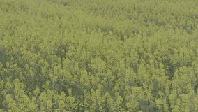 Blooming rapeseed field on a sunny day. Flying above stunning yellow rape fields in spring. Aerial view of raps field. Colorful field of yellow raps flowers. Slow motion video, 10 bit ungraded D-LOG