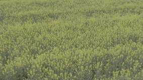 Blooming rapeseed field on a sunny day. Flying above stunning yellow rape fields in spring. Vegetable raw materials for biofuel production - biodiesel. Slow motion video, 10 bit ungraded D-LOG