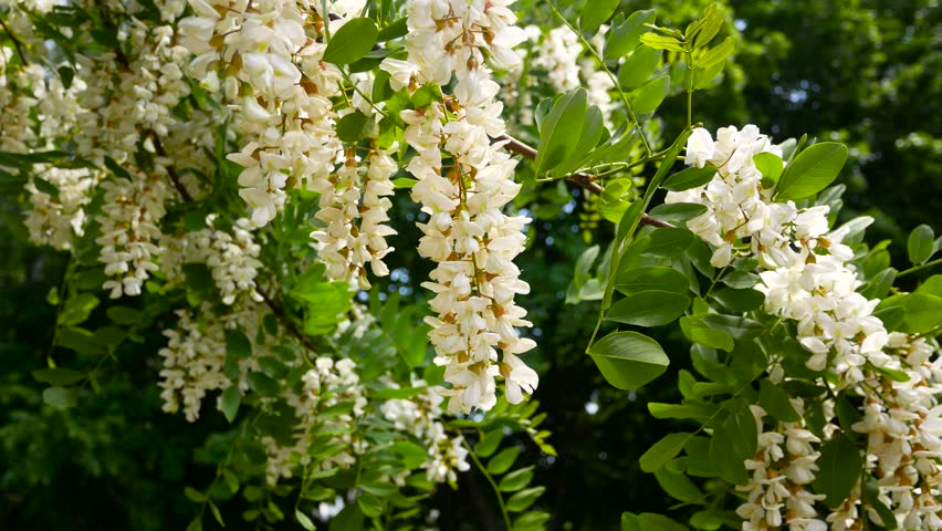 Large clusters of flowering white acacia on the branches in spring. Fragrant flowers of honey white acacia in spring. Bees fly near the flowers Royalty-Free Stock Footage #1104550567