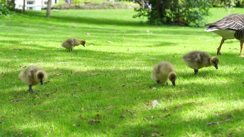 4K footage of three goslings walking across green lawn. Cute goslings slowly stroll across green city lawn, nibbling on the grass on a sunny spring day.