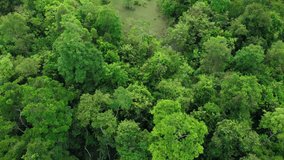 Aerial view of forest, rainforest ecosystem healthy environment concept, Texture of green tree forest view from above, in Aceh Province, Indonesia