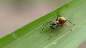Myrmarachne is a genus of ant-mimicking jumping spider, nature background video. 