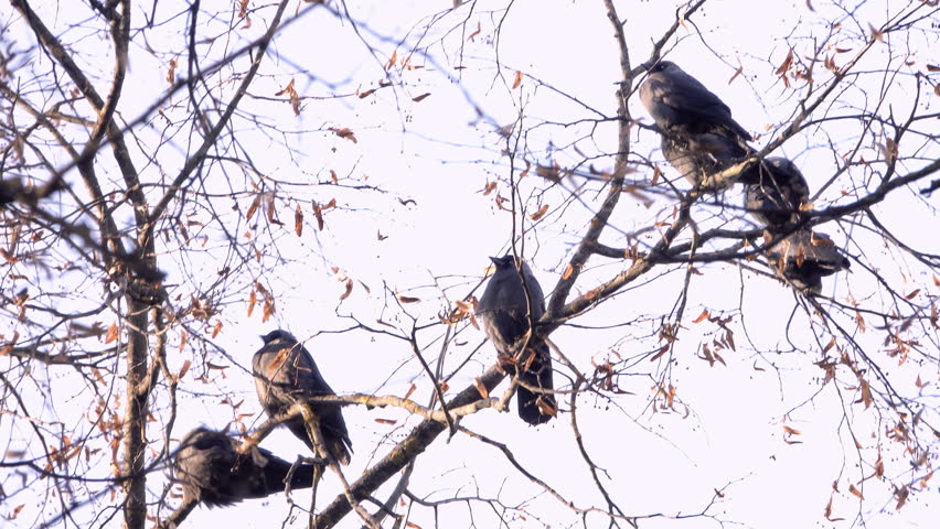Rooks on the branches of a tree, close-up.