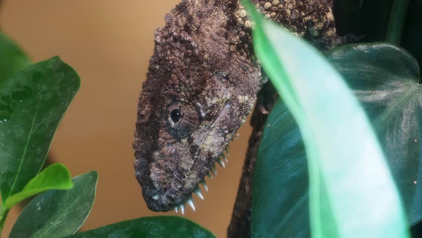 Western bearded anole, Anolis barbatus. Little chameleon lizard from Cuba Caribbean