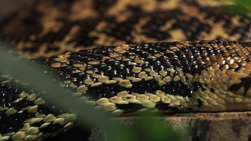 Cape cobra, Naja nivea is a venomous snake