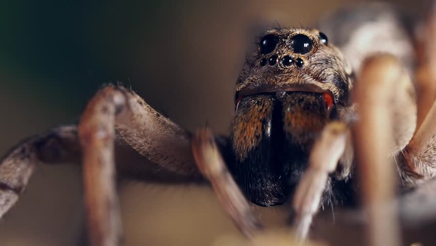 footage of wolf spider extreme macro closeup standing. epic macro shot of a wolf spider eyes and face macro closeup Royalty-Free Stock Footage #1104562577