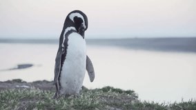 footage of a adorable black and white penguin bird closeup standing alone on a rock. epic shot of a cute penguin bird closeup walking