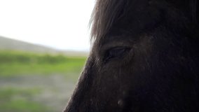 footage of a black horse eyes and face closeup standing alone. epic shot of a black horse closeup grazing grass in field