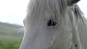 footage of a adorable white horse closeup standing alone on grass. epic shot of a white horse face and eyes closeup