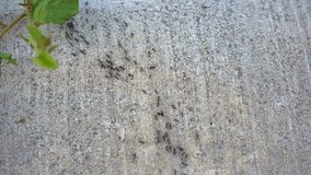 A video captures countless ants industriously crossing a road. The tiny creatures move in a synchronized manner, forming intricate patterns as they navigate the terrain. This perspective showcases the