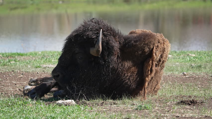 Close up view of a buffalo rolling on the ground and shaking its head in slow motion.