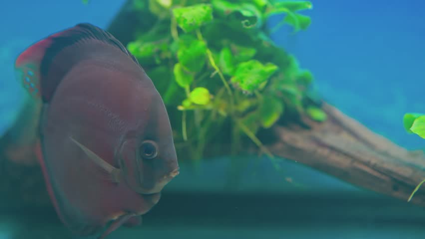 Beautiful view of Red Cover Discus fish swimming in aquarium. Sweden. | Shutterstock HD Video #1104576451