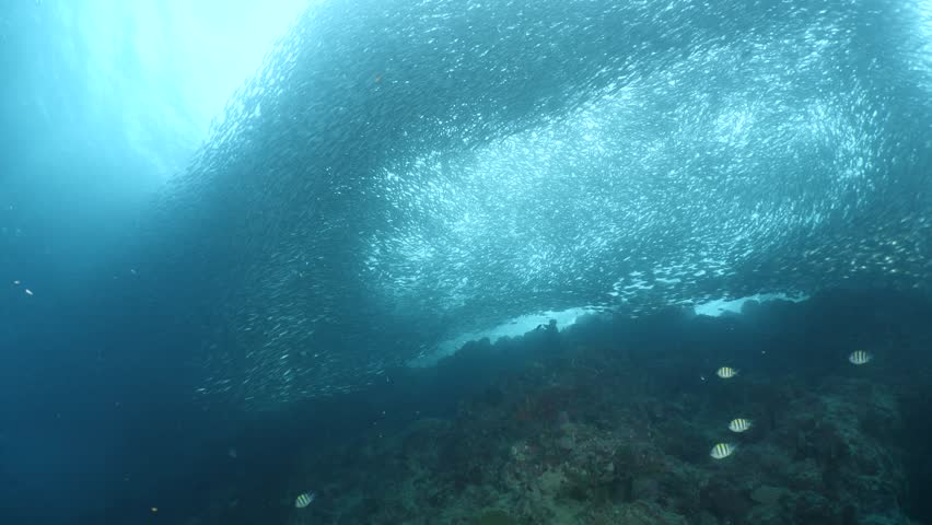 sardine run underwater big fish school ocean scenery of behaviour Royalty-Free Stock Footage #1104576497