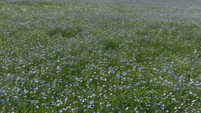 linen field - linum usitatissimum. Massively blooming of Flax in large areas of the dry steppe. Blue flax flowers swaying in the wind. Insect pollinators fly in front of the camera. Slow motion video