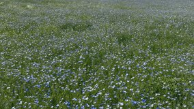 Blooming steppe, wild flax and stipa grass in the wind, untouched protected lands. Beautiful landscape of linen field - linum usitatissimum. Slow motion video