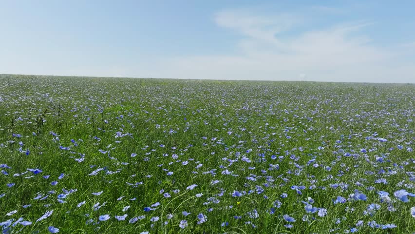 linen field - linum usitatissimum. Massively blooming of Flax in large areas of the dry steppe. Blue flax flowers swaying in the wind. Insect pollinators fly in front of the camera. Slow motion video Royalty-Free Stock Footage #1104576801