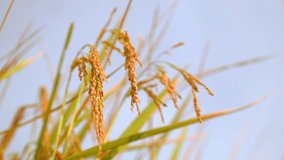 Rice ear in rice field plant on plantation season and sky background in countryside 