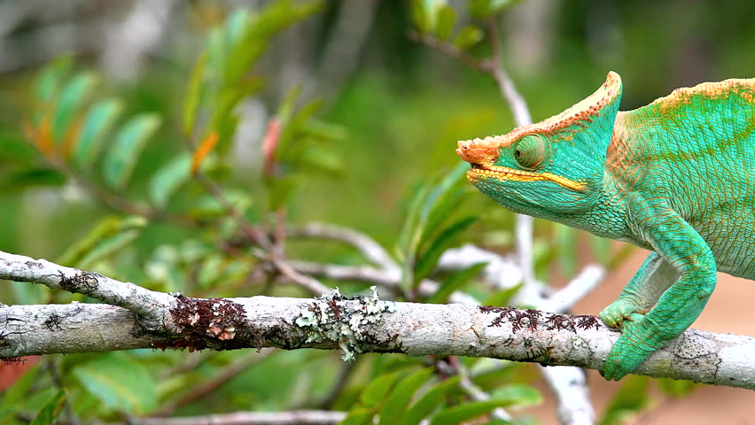 A Chameleon lurks on a branch in Madagascar  Royalty-Free Stock Footage #1104578479
